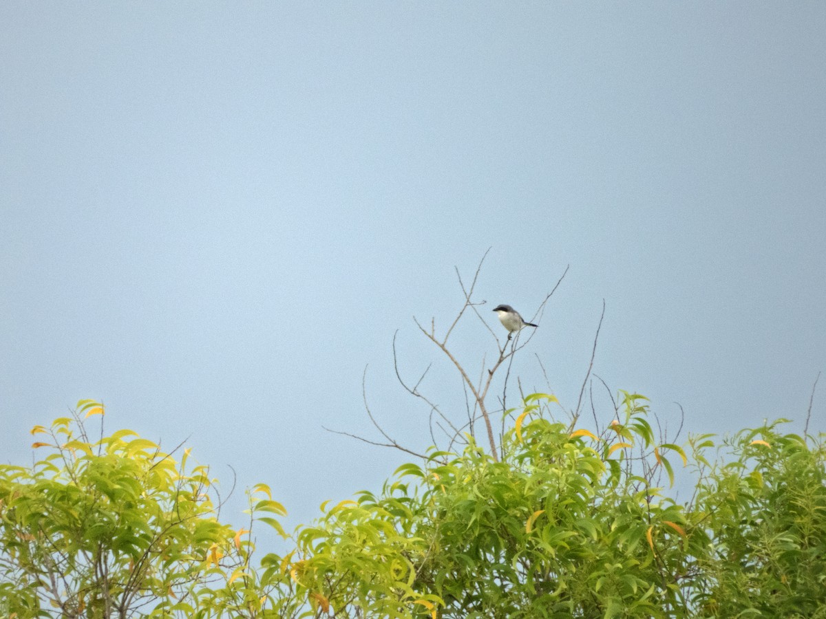 Pie-grièche migratrice - ML642305535