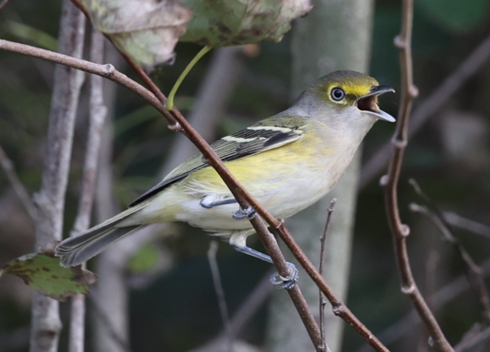Viréo aux yeux blancs - ML642305545