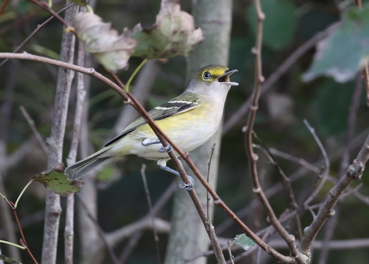 Viréo aux yeux blancs - ML642305546