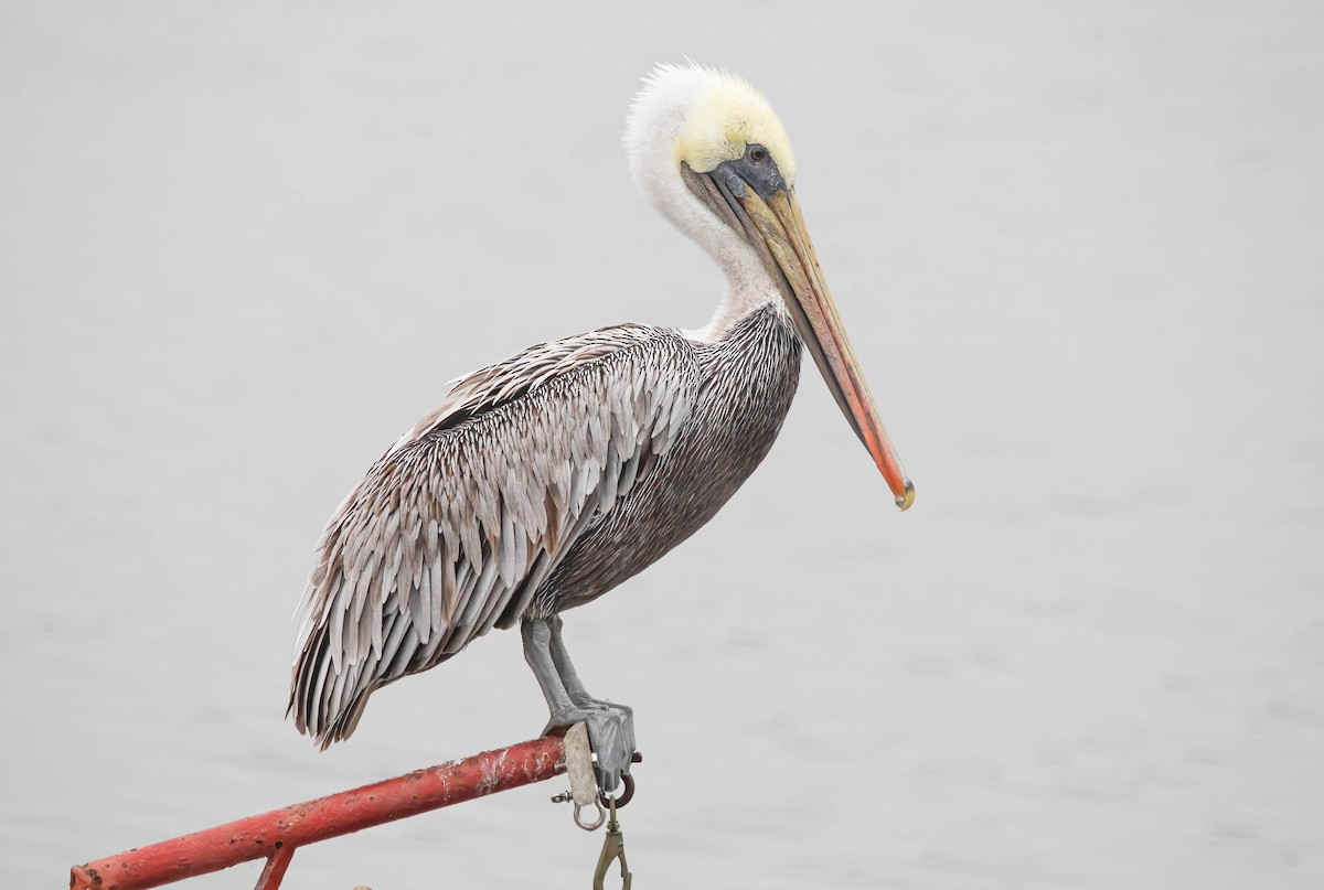 Brown Pelican - ML642305579