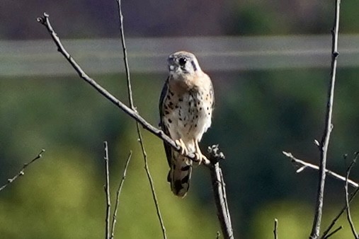 American Kestrel - ML642305580