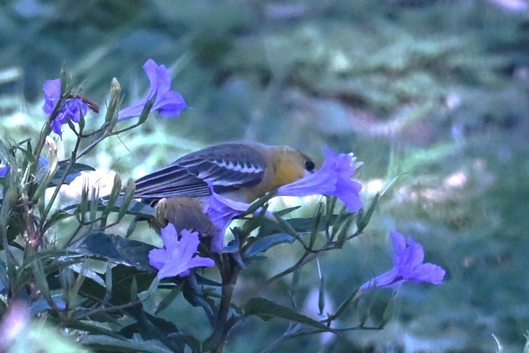 Bullock's Oriole - ML642305590