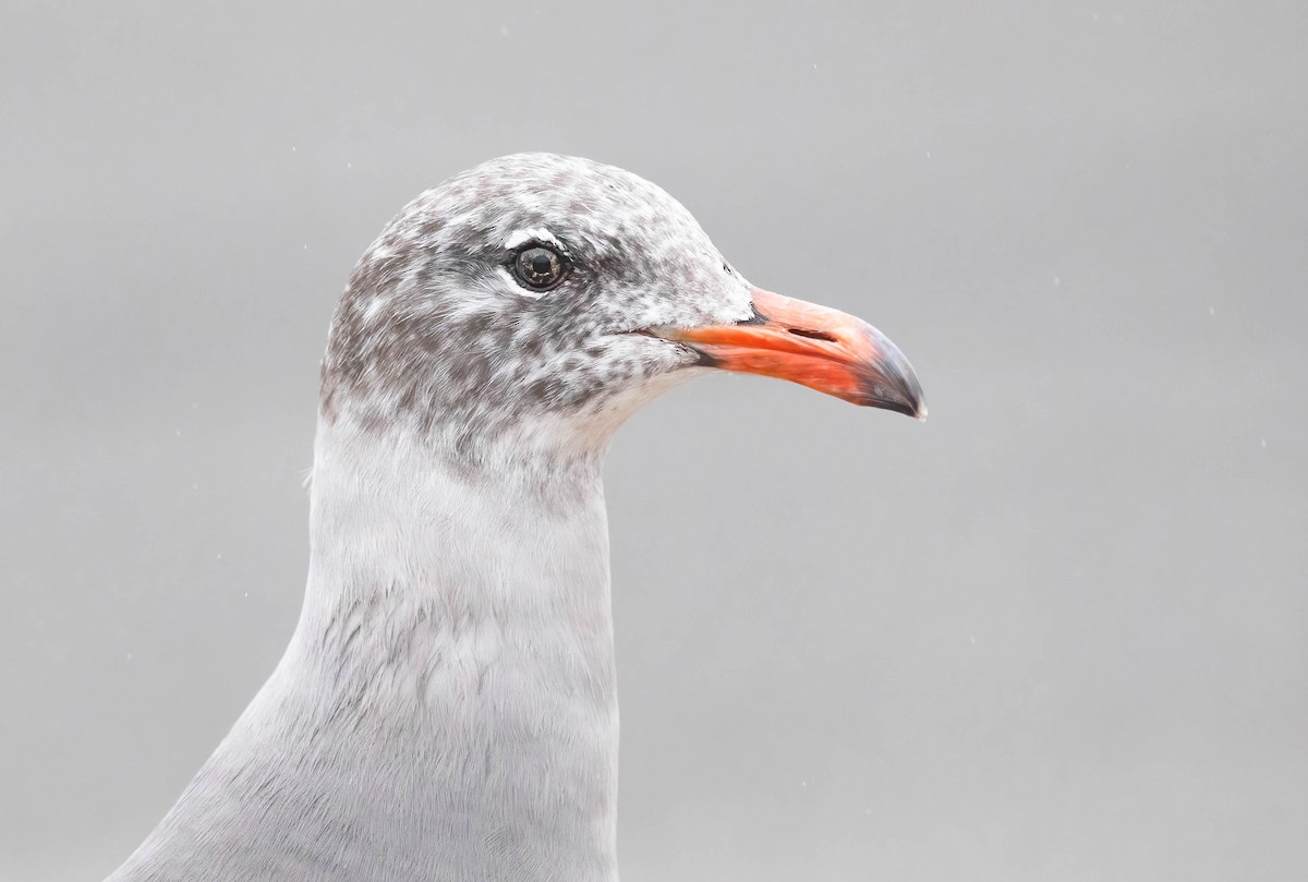 Heermann's Gull - ML642305592