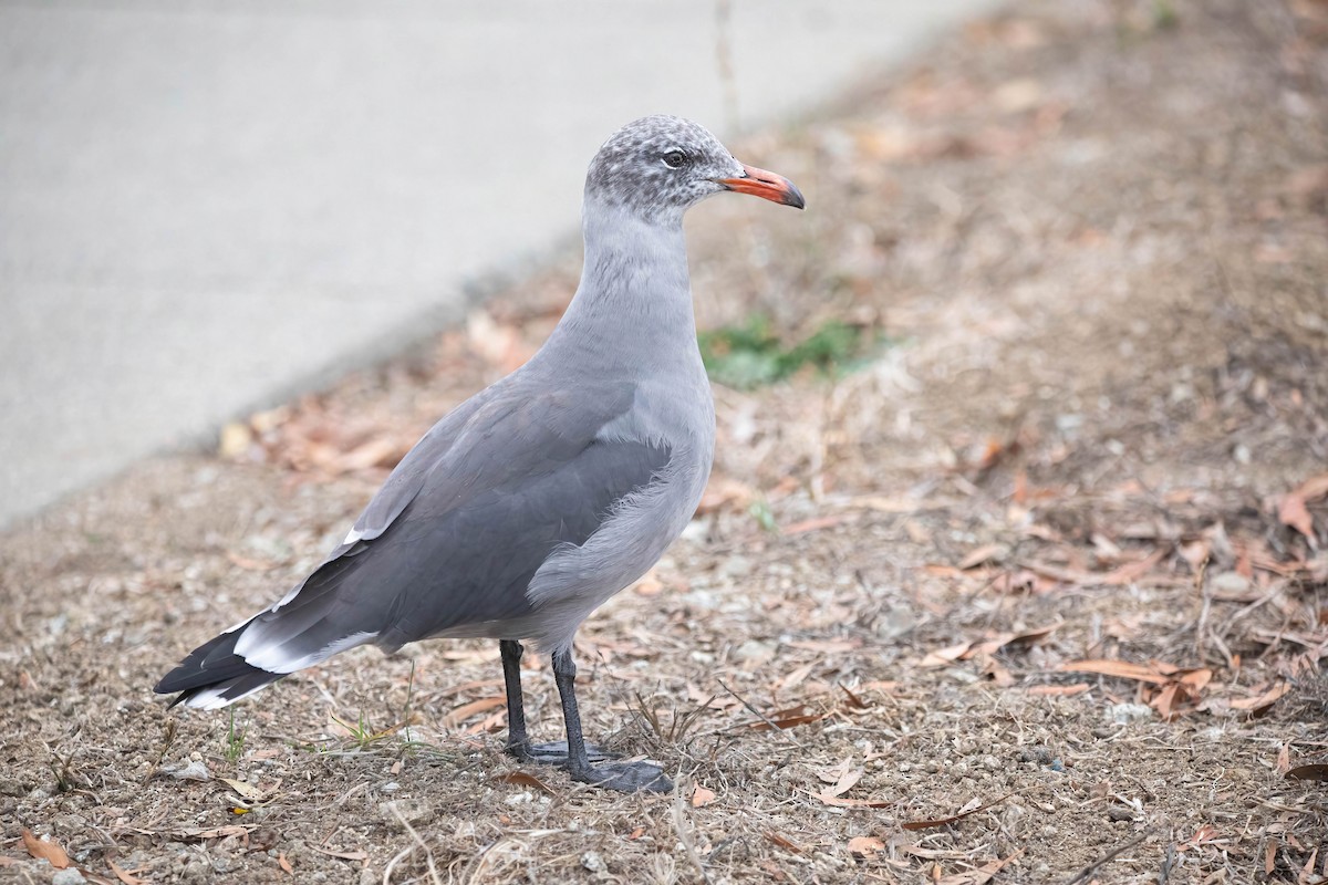 Heermann's Gull - ML642305593