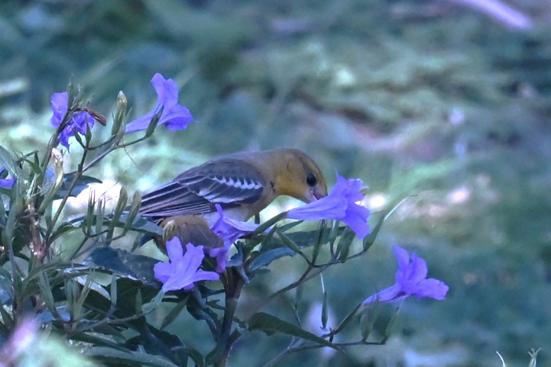 Bullock's Oriole - ML642305594