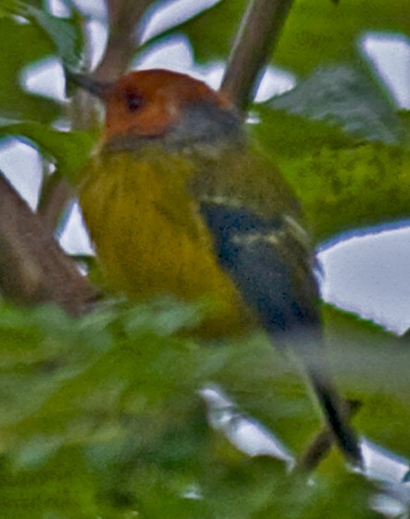 Johnson's Tody-Flycatcher - ML642305619