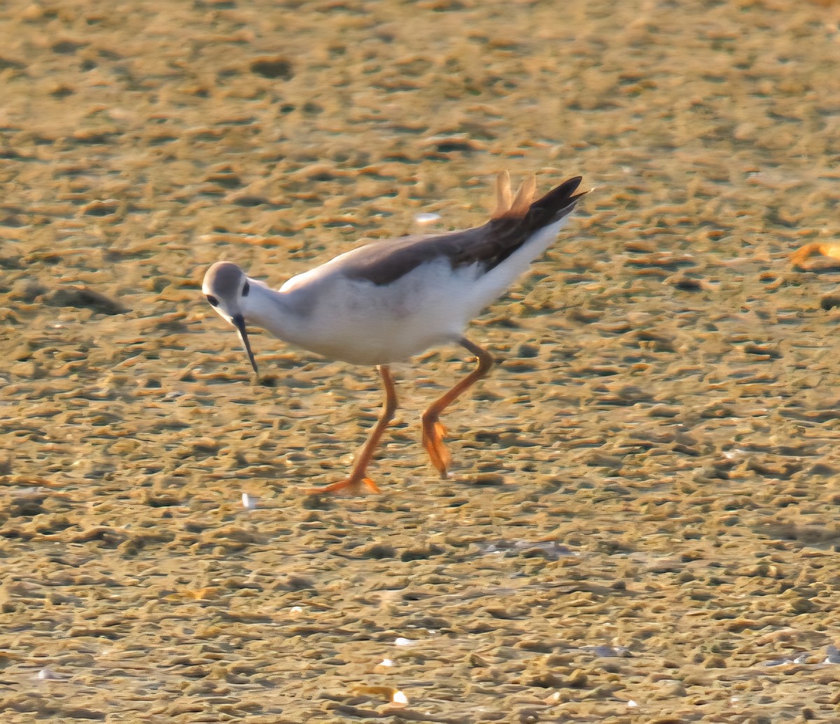 hvithalesvømmesnipe - ML642305646