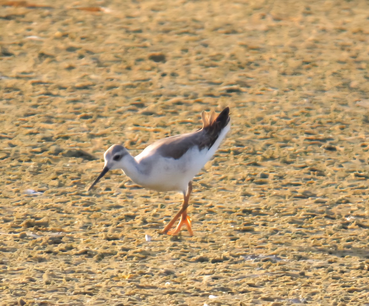 hvithalesvømmesnipe - ML642305647