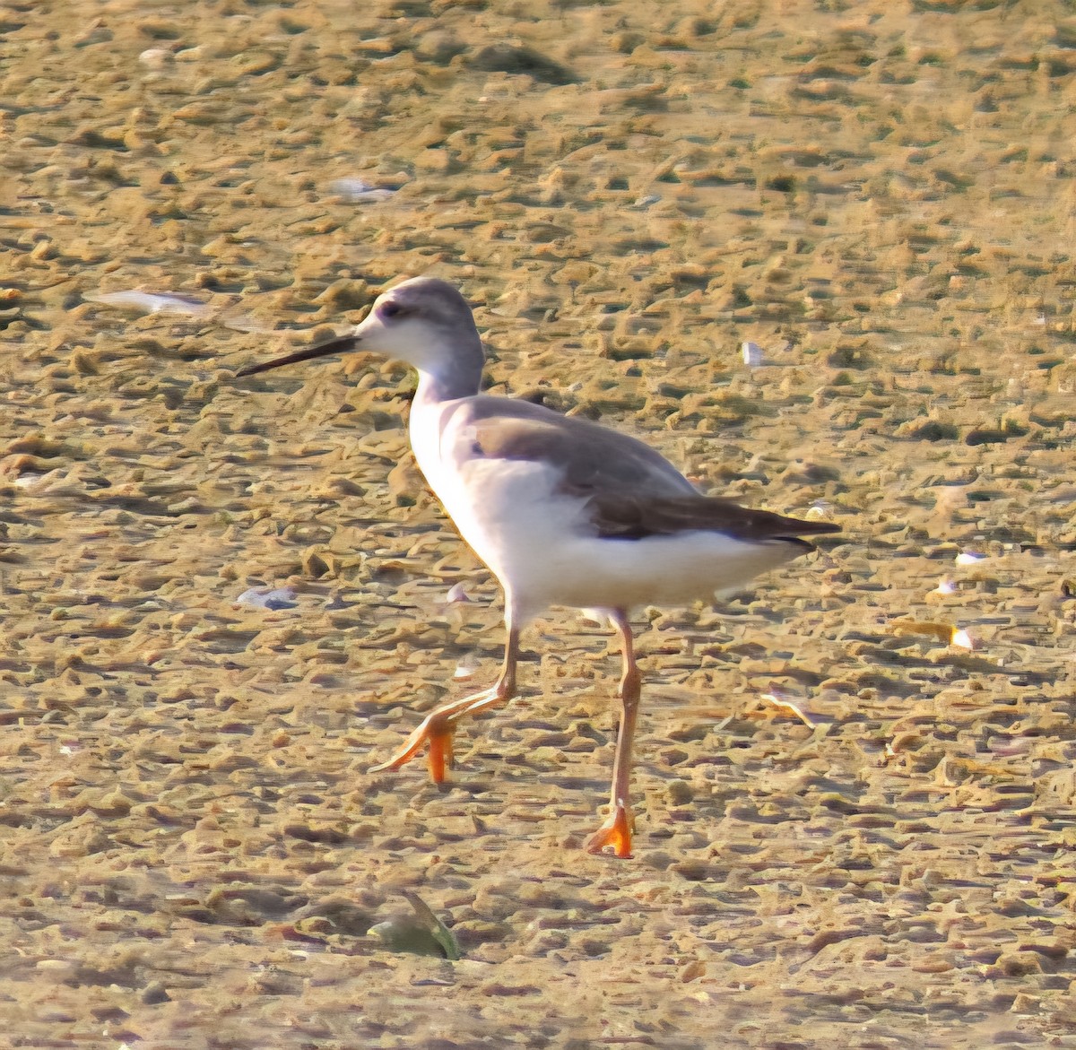 hvithalesvømmesnipe - ML642305648