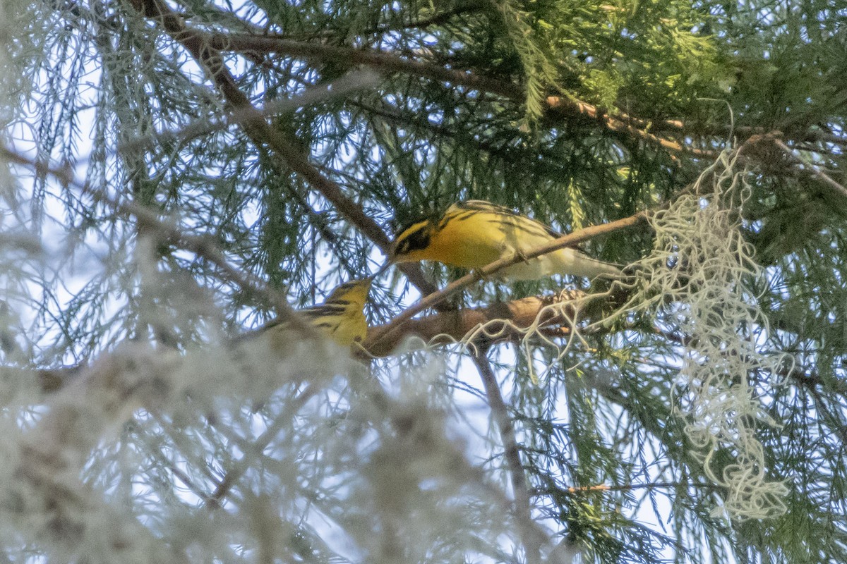 hemlokkparula - ML642305649