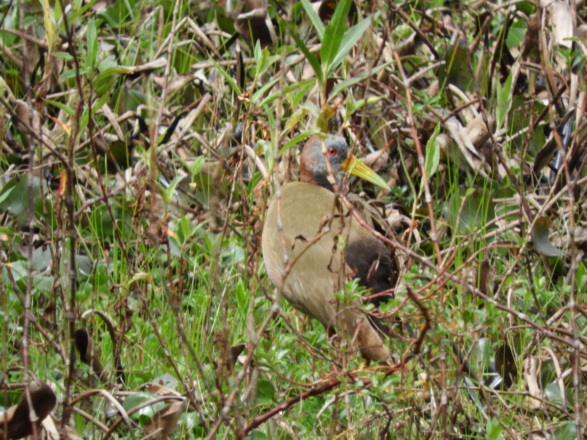 kjemperikse - ML642305659