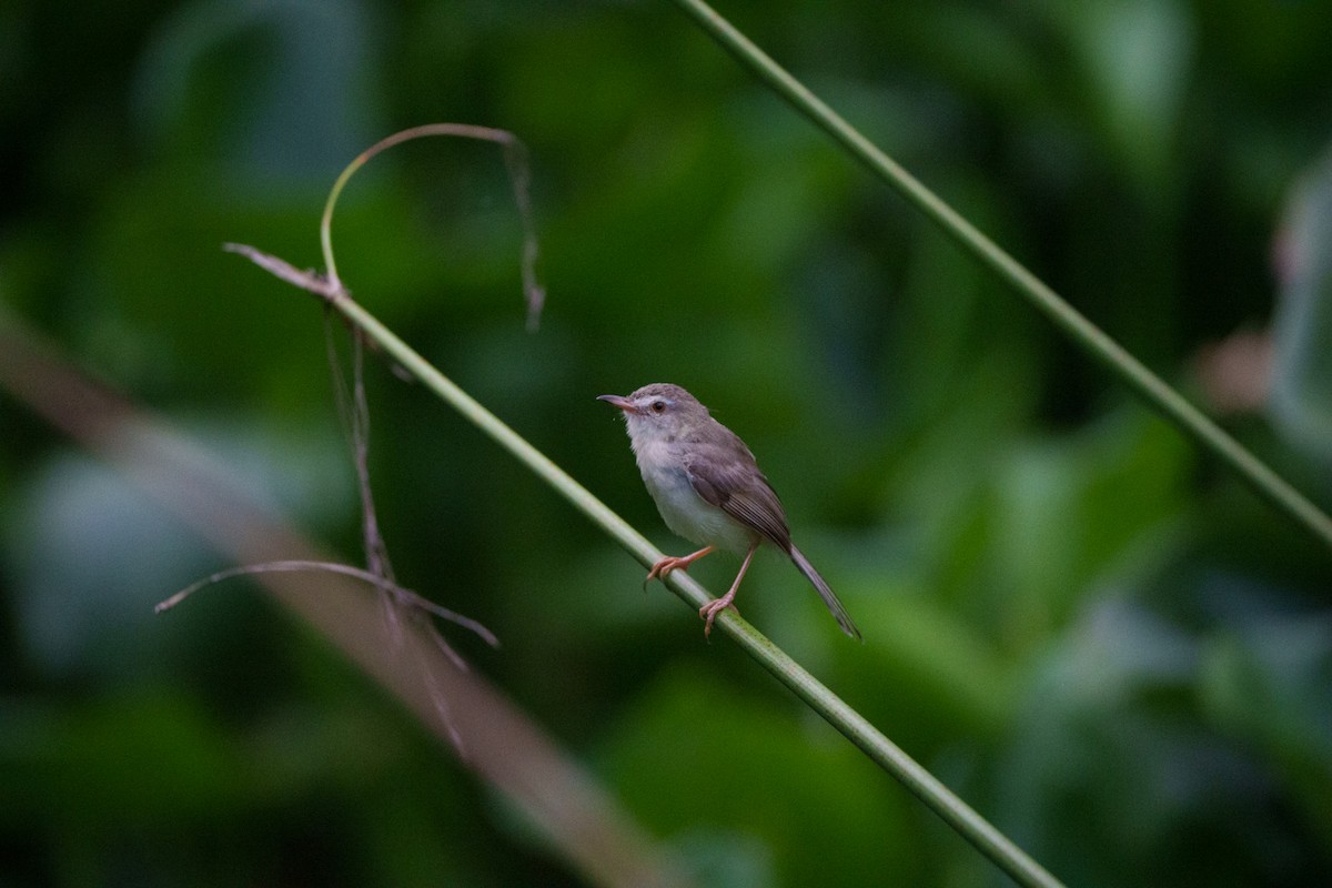 orientprinia - ML642305661