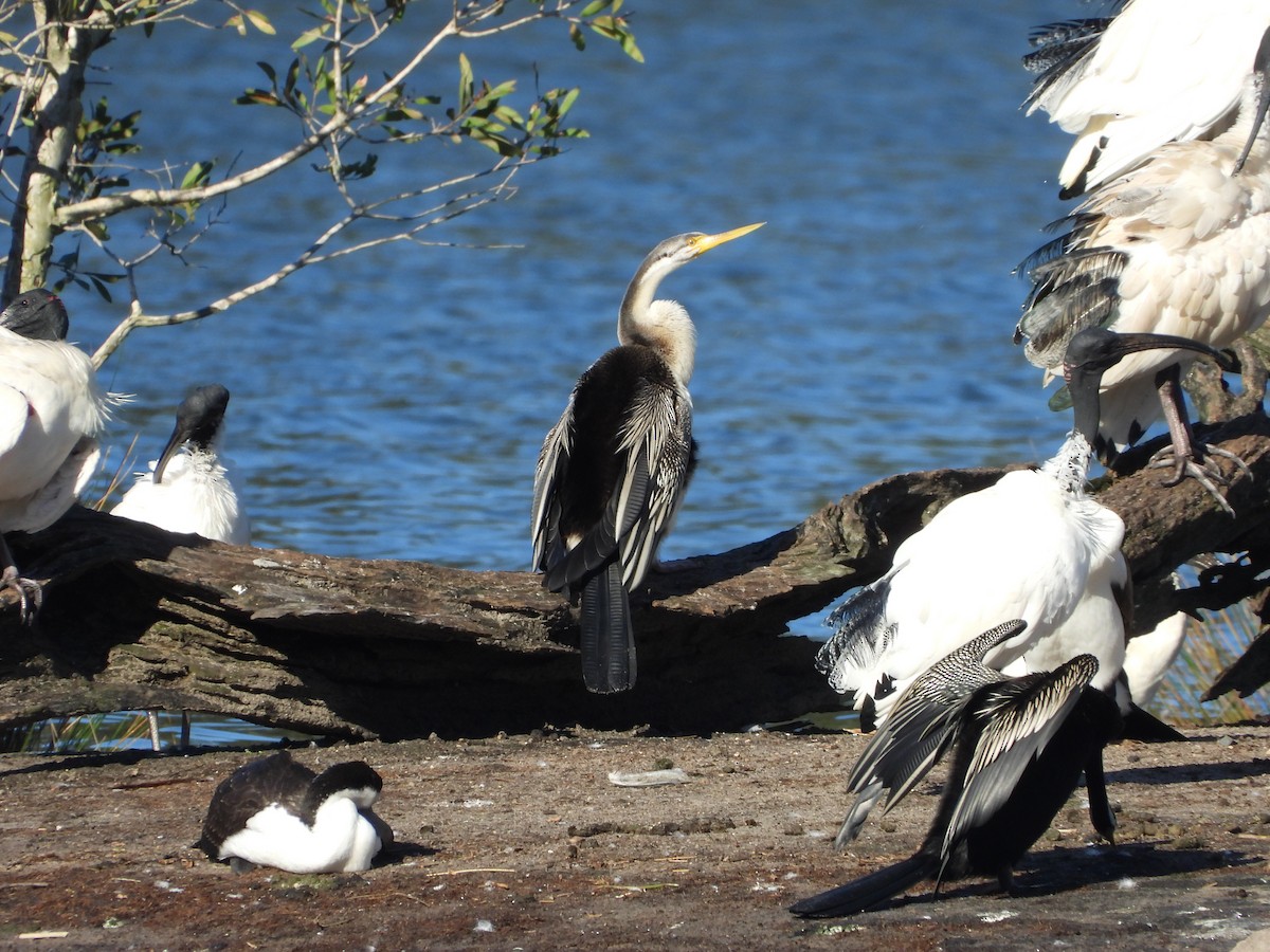 Anhinga d'Australie - ML642305665