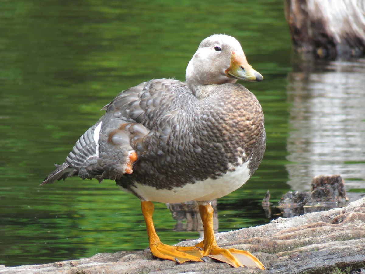 Flying Steamer-Duck - ML642305677