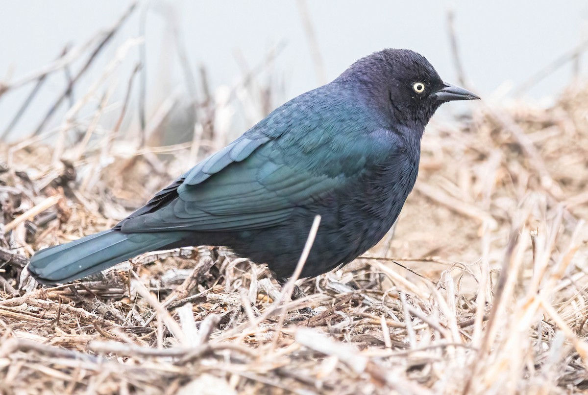 Brewer's Blackbird - ML642305678