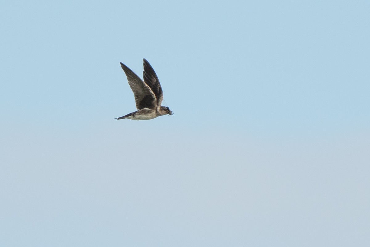 Purple Martin - ML642305684