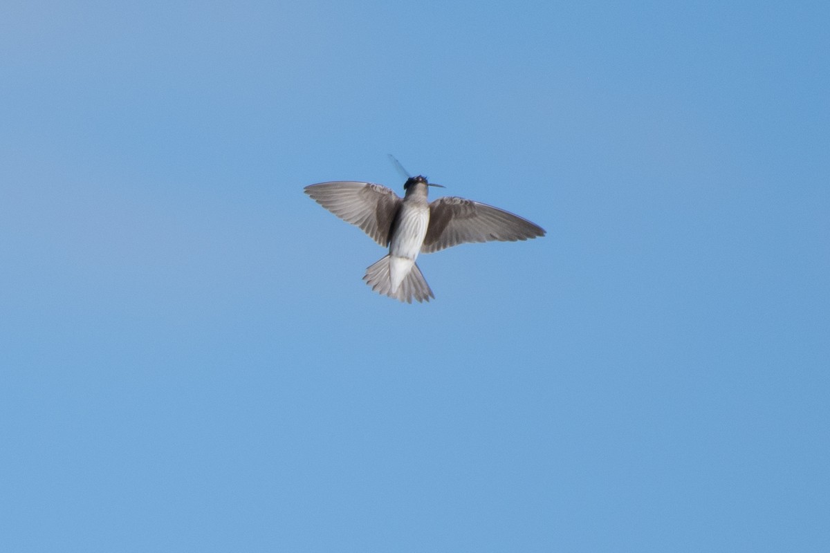 Purple Martin - ML642305685
