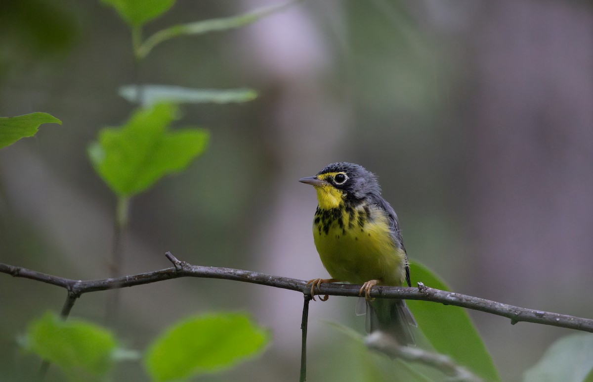 Canada Warbler - ML642305687