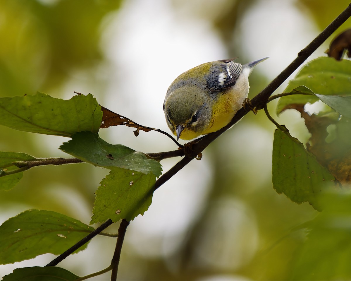 Northern Parula - ML642305689