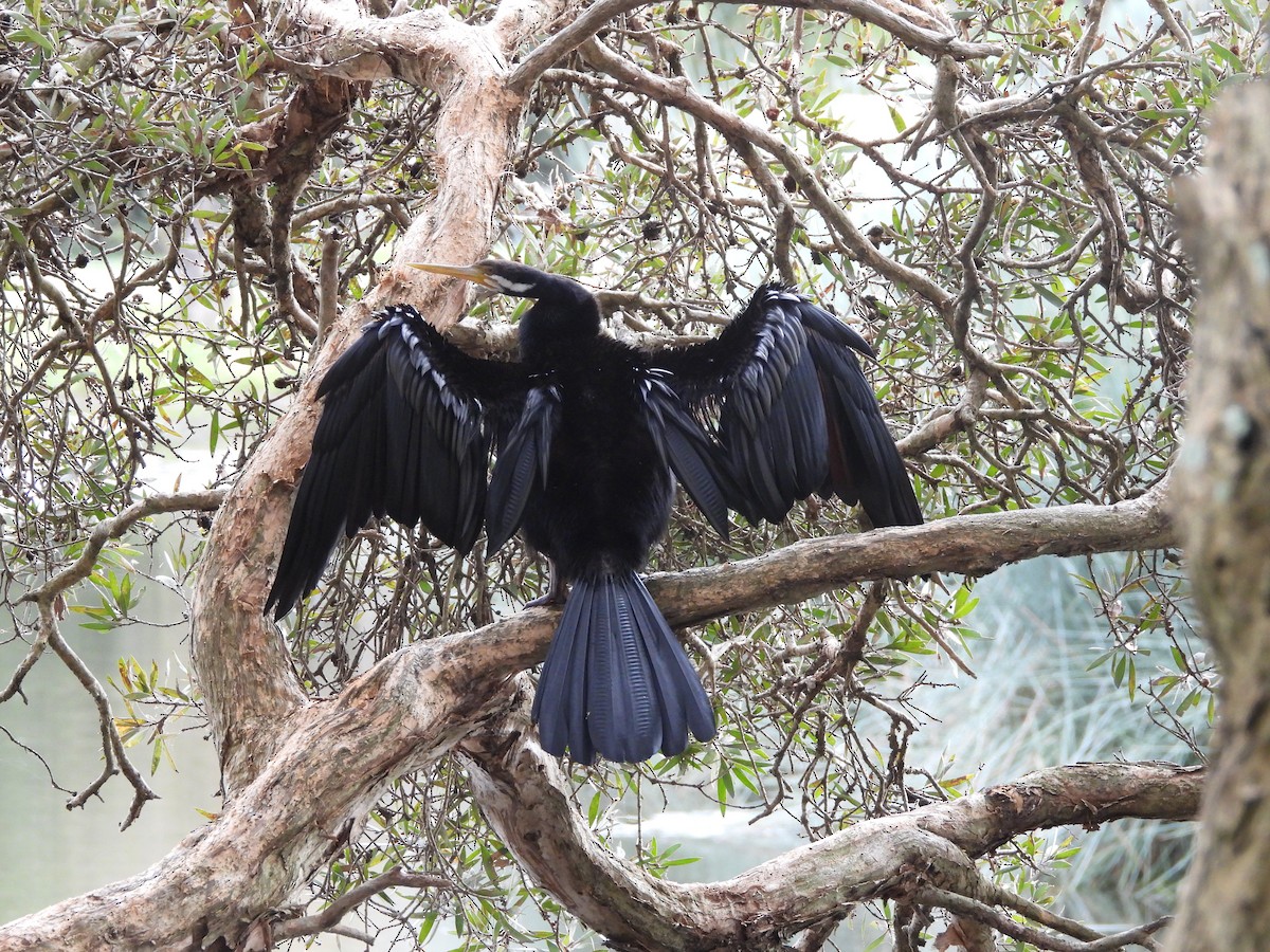Anhinga d'Australie - ML642305690