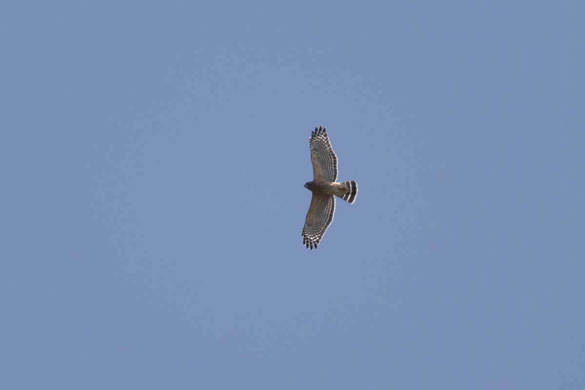 Busardo Pechirrojo - ML642305700