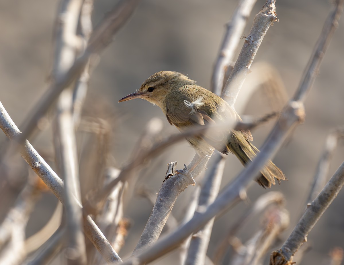 Noronha Vireo - ML642305711