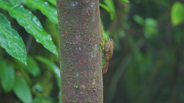 Wedge-billed Woodcreeper - ML642305713