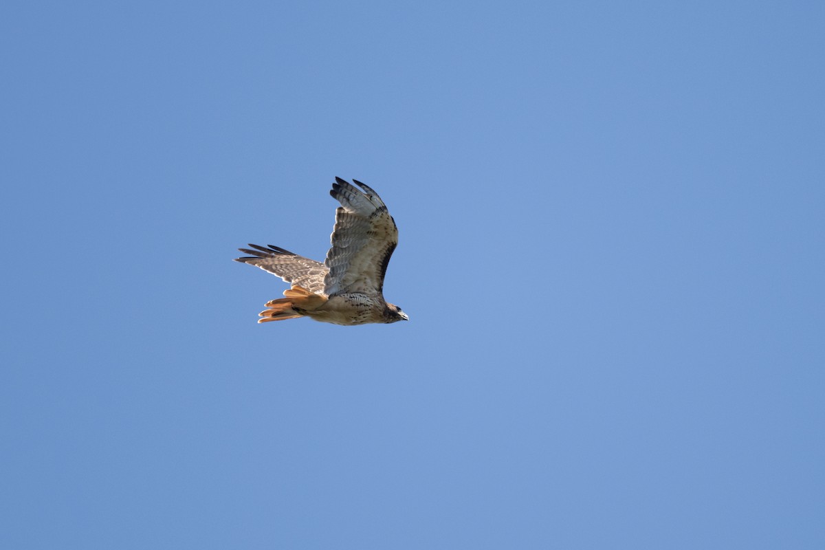 Busardo Colirrojo - ML642305716