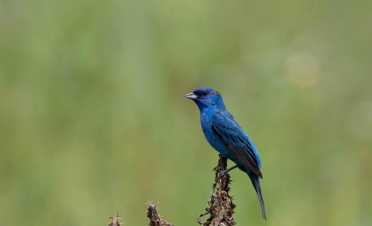 Indigo Bunting - ML642305724