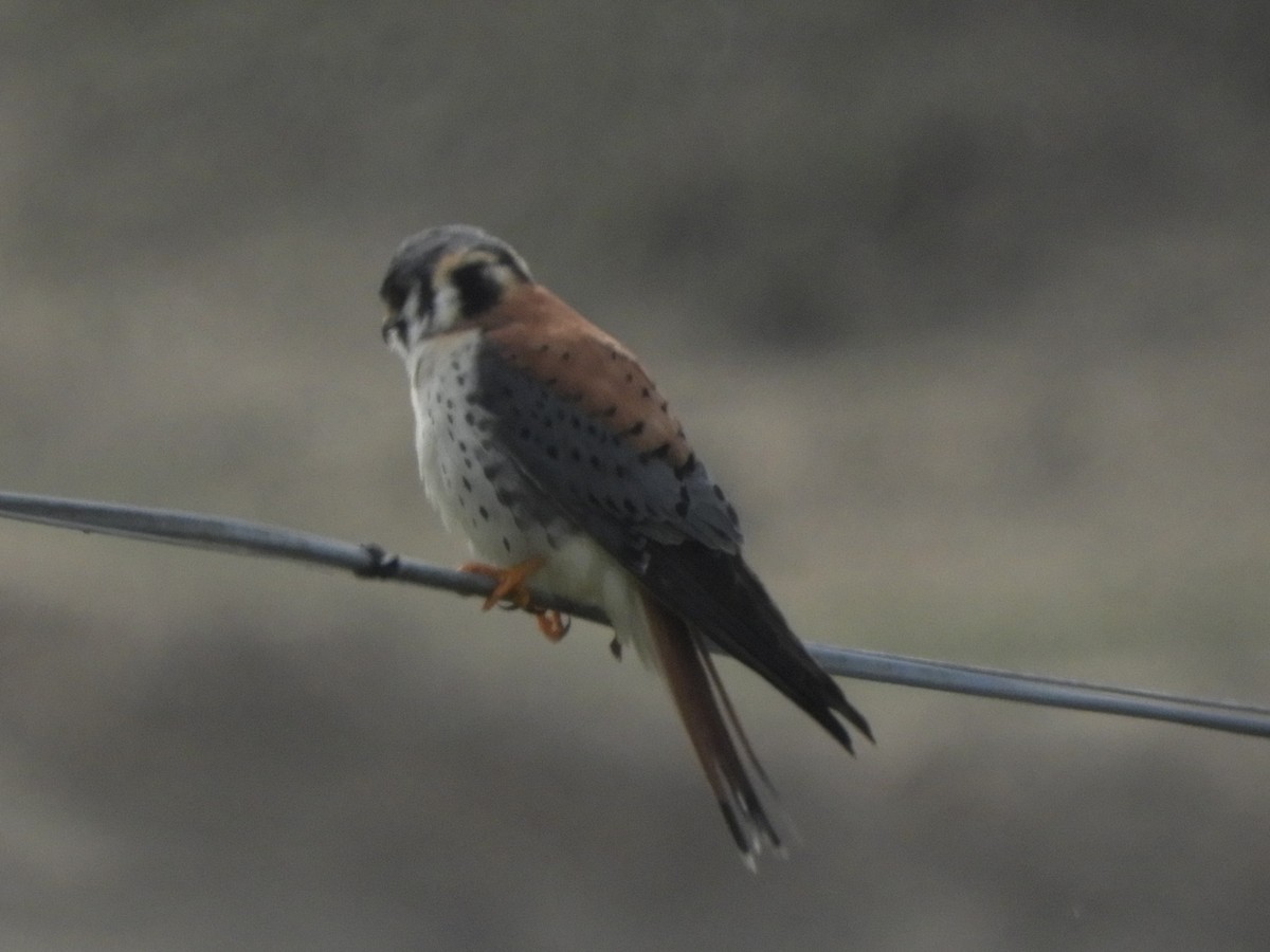 American Kestrel - ML642305727
