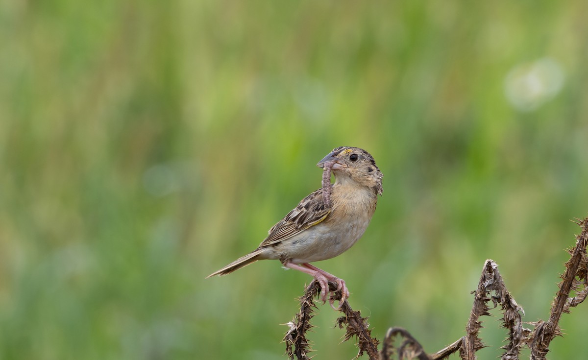 Grasshopper Sparrow - ML642305728