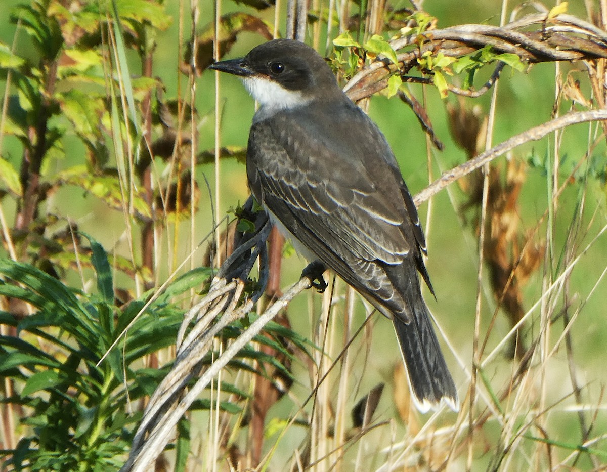 Eastern Kingbird - ML642305730