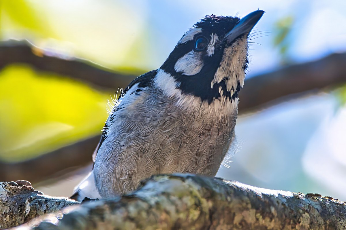 White-eared Monarch - ML642305742