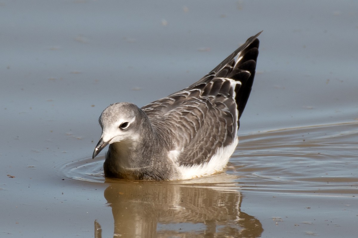 Sabine's Gull - ML642305744