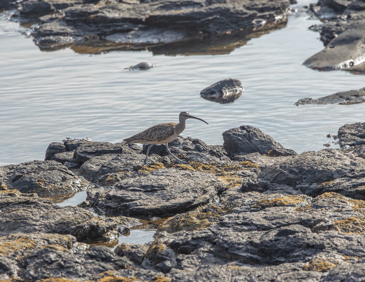 Hudsonian/Eurasian Whimbrel - ML642305746
