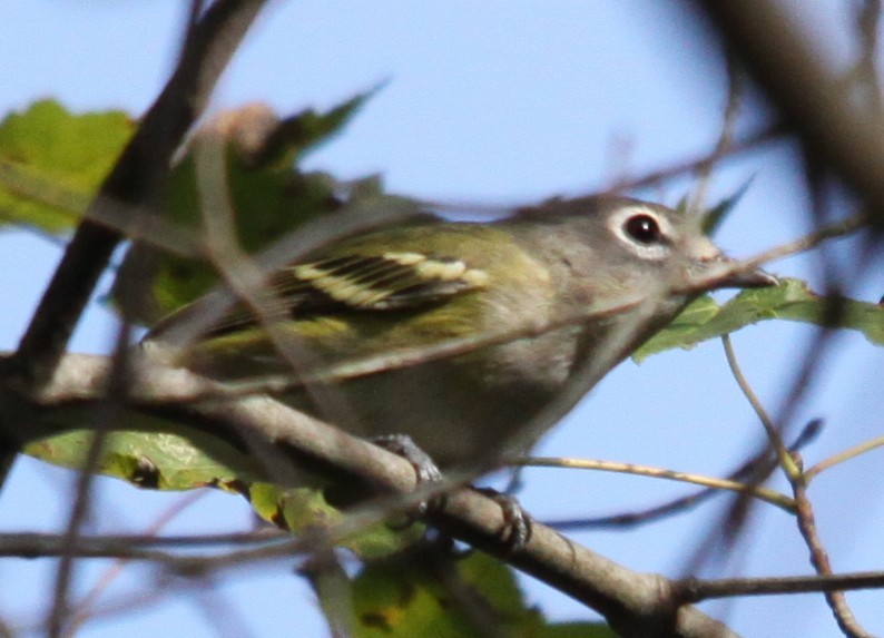 Blue-headed Vireo - ML642305768