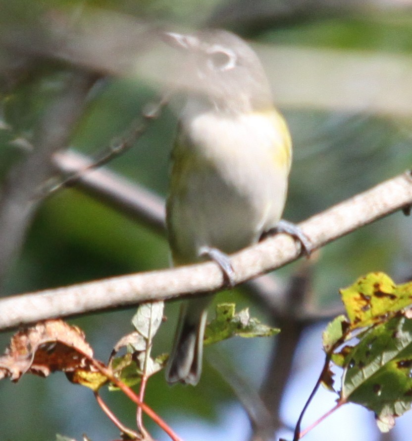 Blue-headed Vireo - ML642305770