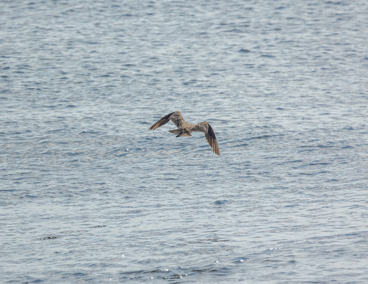 Hudsonian/Eurasian Whimbrel - ML642305771