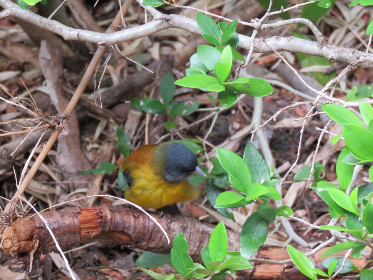 Patagonian Sierra Finch - ML642305774