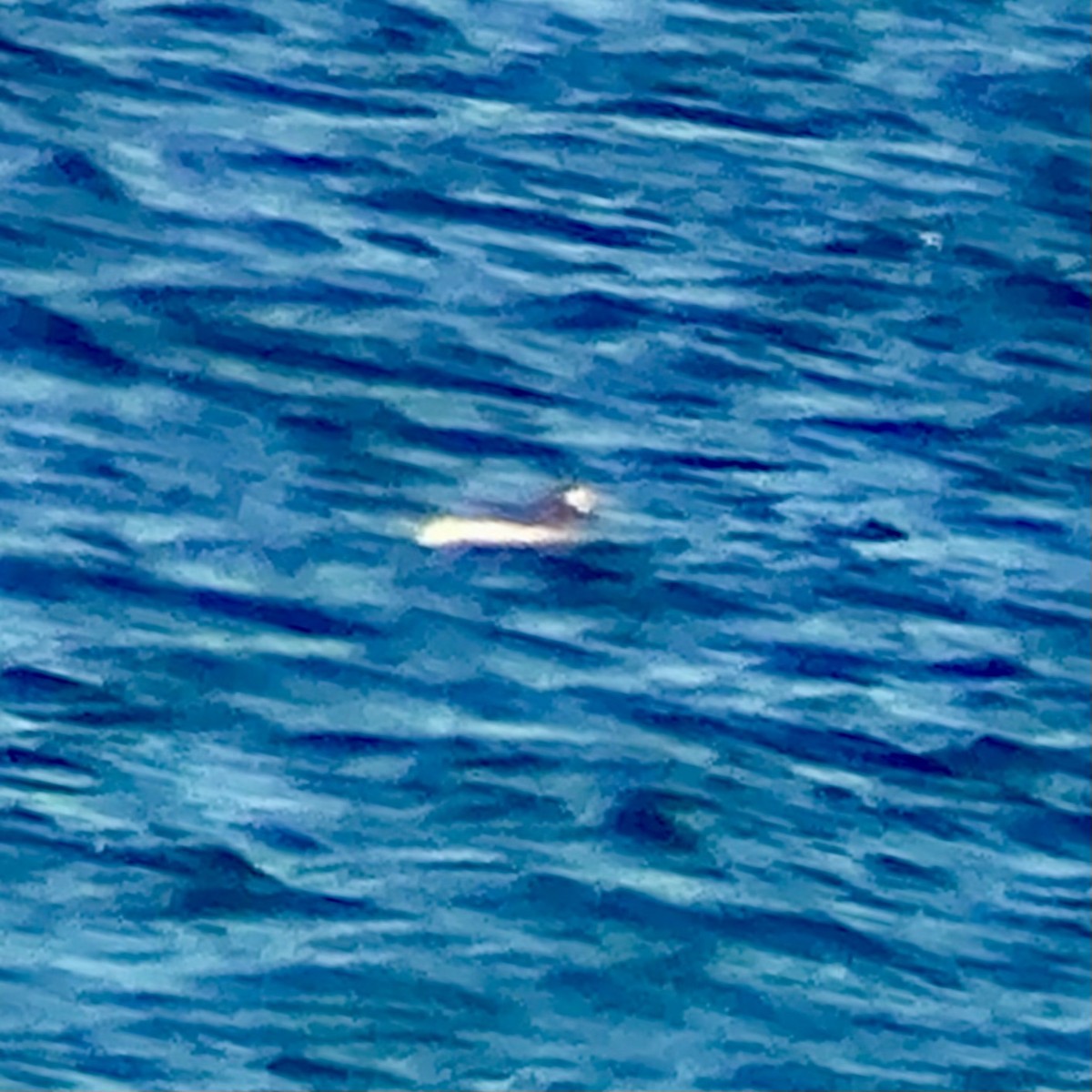 Long-tailed Duck - ML642305777