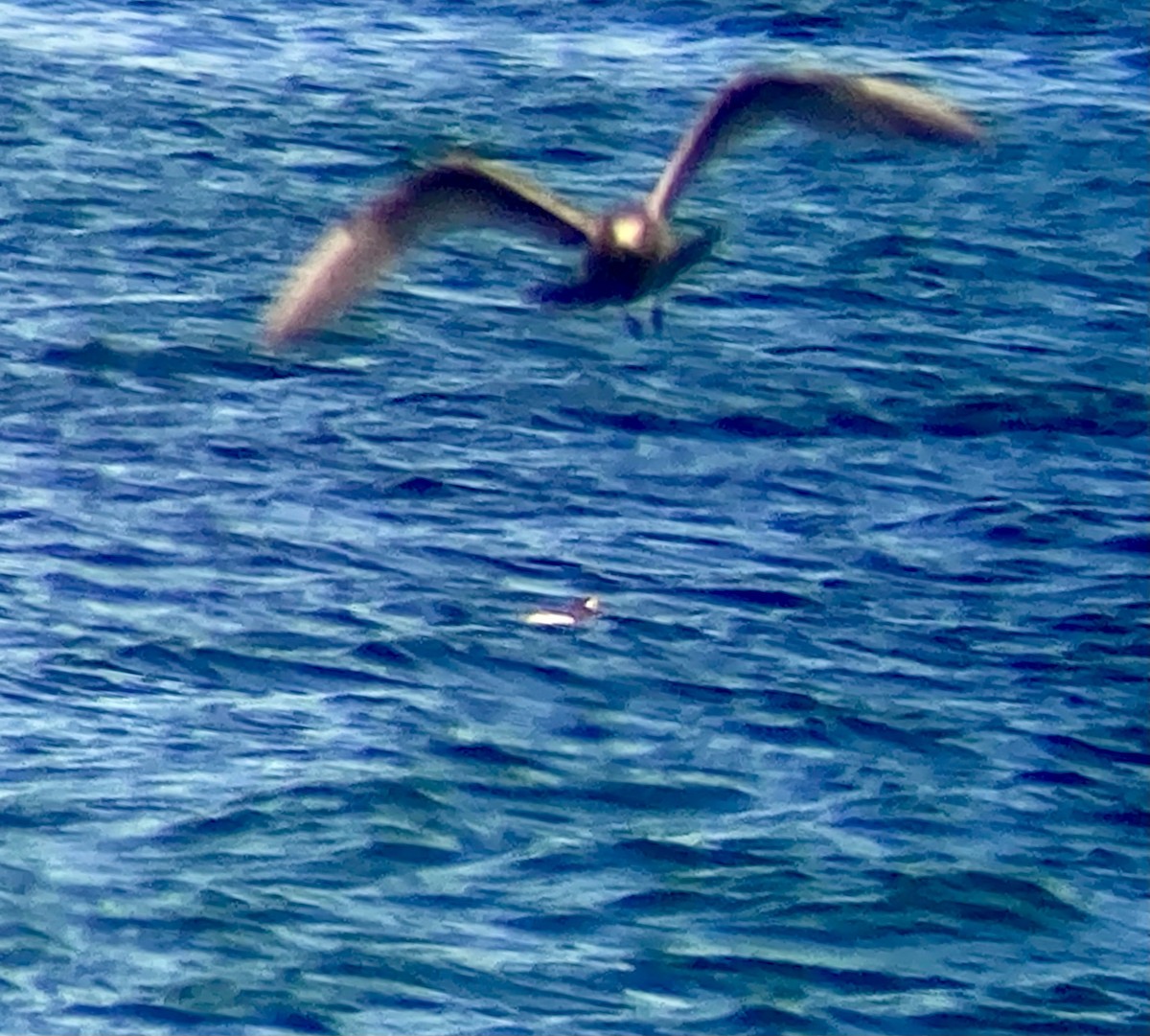 Long-tailed Duck - ML642305778