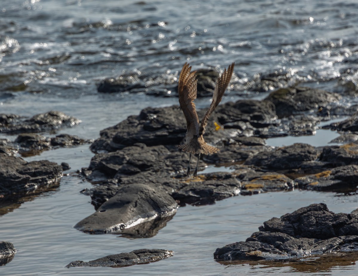 Hudsonian/Eurasian Whimbrel - ML642305780