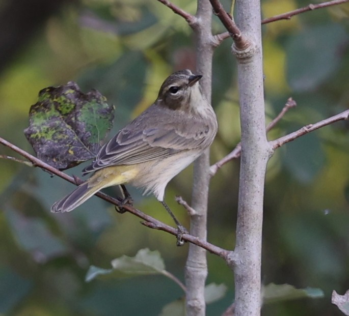 Palm Warbler - ML642305781