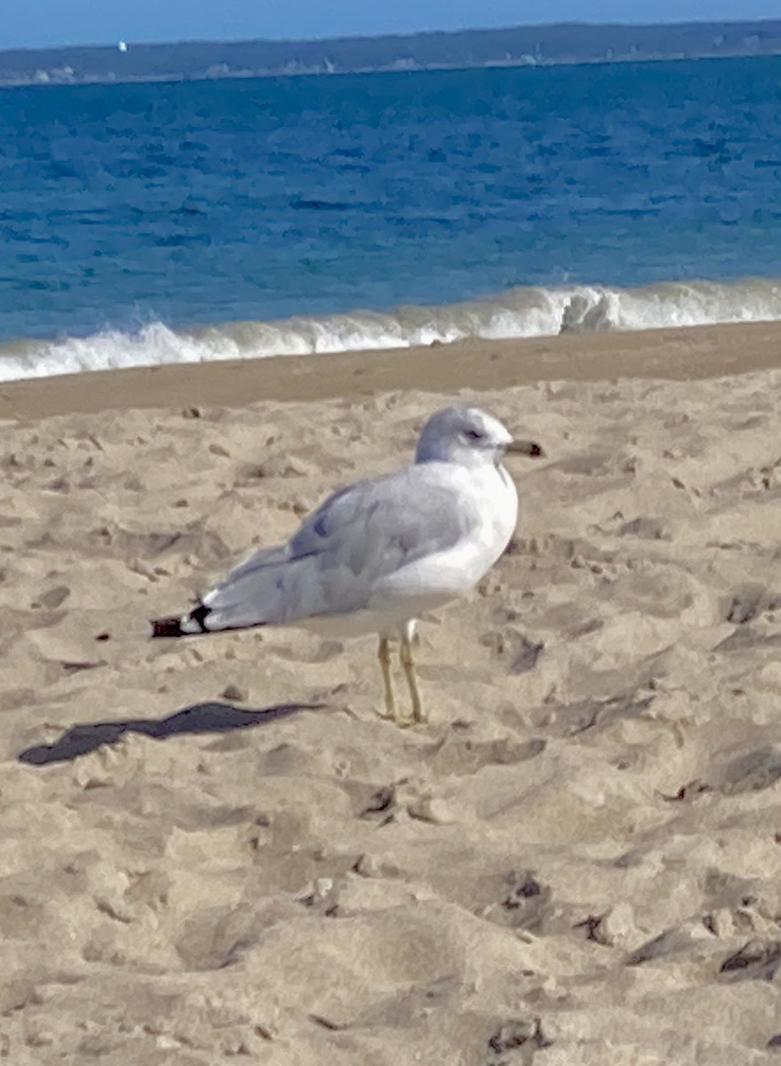 Ring-billed Gull - ML642305805
