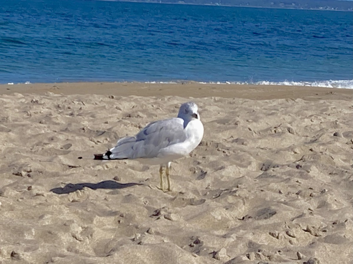 Ring-billed Gull - ML642305806