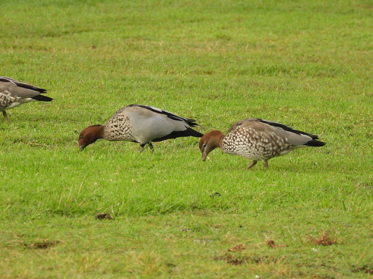 Canard à crinière - ML642305810