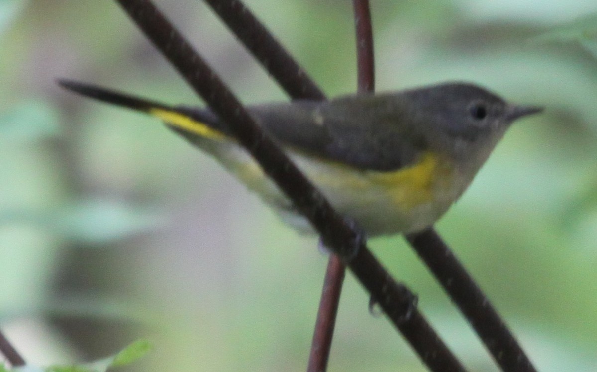 American Redstart - ML642305815