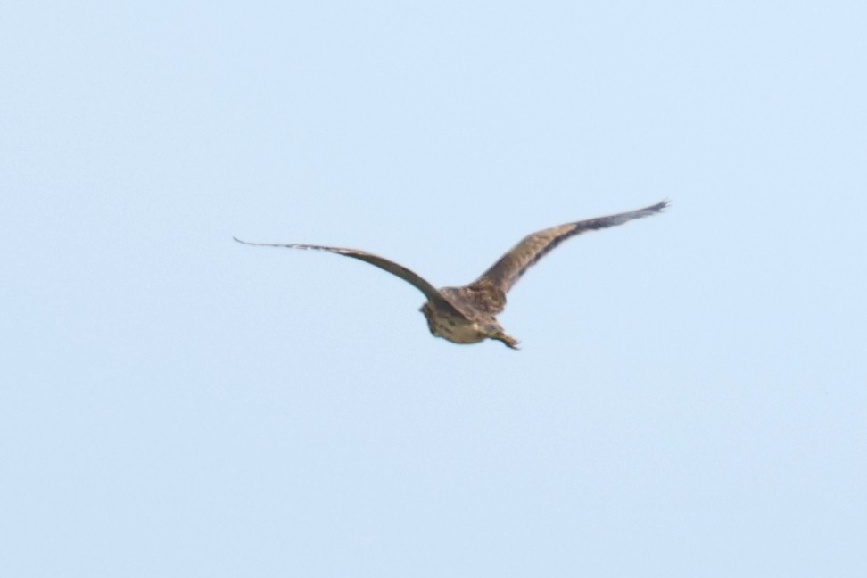 American Bittern - ML642305821
