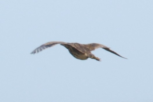 American Bittern - ML642305822