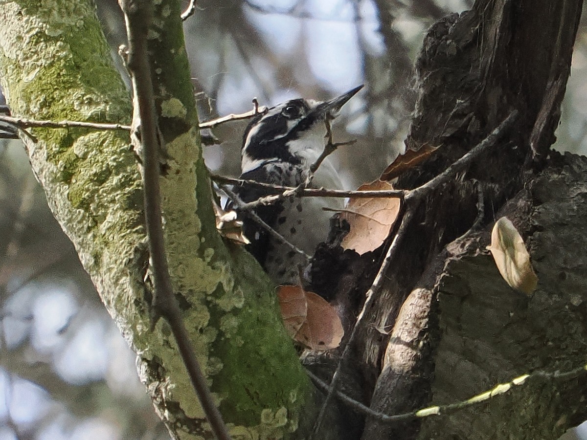 Nuttall's Woodpecker - ML642305826